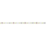StrongLumio LED szalag, 12W/m 12V, hideg fehér, IP65 Expressz szállítás